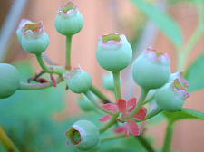 収穫後なので今は青虫専用のブロッコリー