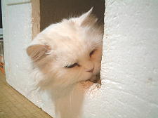 この箱はふくちゃんの「自分こたつ」と呼ばれてます