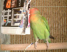 短い足を精一杯伸ばしてます