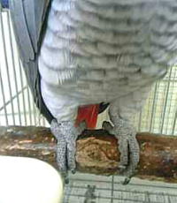 ペンギンみたい?