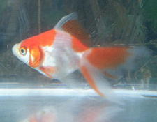 他にも真っ赤な和金ちゃんと黒の出目金ちゃんがいます