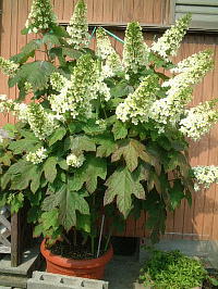 私の背を越してしまいました