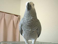 上から下にグレーのグラデーションがきれい