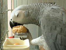 殻の噛みごたえがグー!