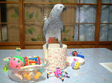 次はどれで遊ぼっかな〜