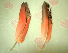 赤ちゃん羽の先っちょはこんな } 形してないんやね