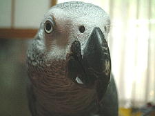 おすまし倭ちゃん