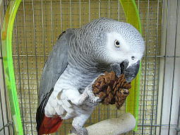 ��D���ȃu�����R�̏��