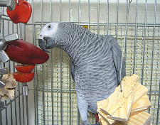 トマトはいらん