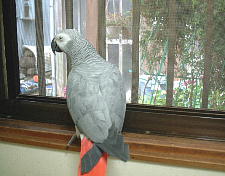 目を離すと網戸をよじ登ろうとする