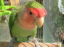 我が家の鳥界の最年長です