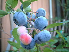 来年もっとたくさん実ったらジャムにしようかな