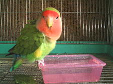 暑いときにはこれに限るね