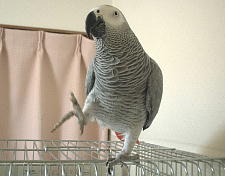 そのあんよは何?