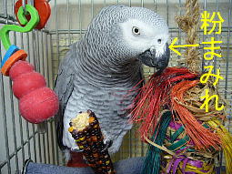 ���̌�A�����ŃS�V�S�V�����̂����ꂢ�ɂȂ��Ă܂���