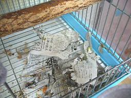 敷き紙の意味がないくらいぐちゃぐちゃにしてくれます