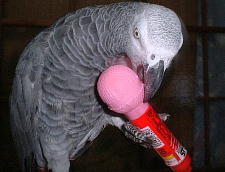 歌うよりも破壊やね