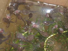 食事中のおたまちゃん