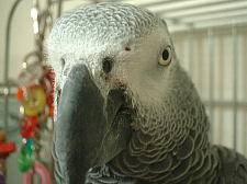 帰宅後の宝助の第一声は「こっ、こわっ」でした