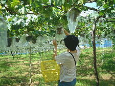 ぶどうを摘み取る母