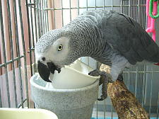 安上がりなおもちゃ