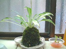 とっても上品な色合いと姿