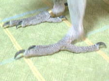 色黒な宝助の足