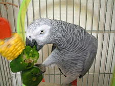 ブランコで食べると更においち〜よ