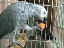 中にシードが入ってるんよ