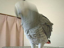 もこもこのボディー