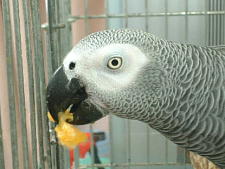 極早生みかんは秋の味