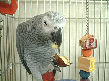 栗を食べられるのは今だけやもんね