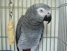 これはいつもと違うお豆?