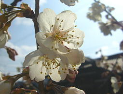花びらがお日様の光に透けてきれいね〜