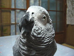 点目になってないので余計にかわいい