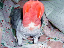 シャッシャッシャッと穴掘り掘り〜