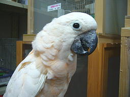 笑顔のぼたんちゃん