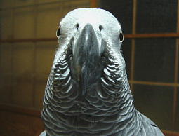 まっしょうめん