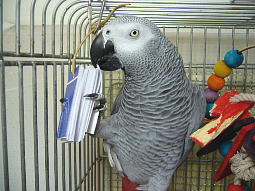 安上がりなおもちゃ