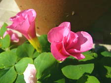 ころころころ〜