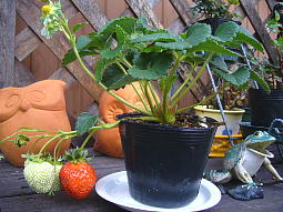 植木鉢もかわいくって気に入ってます