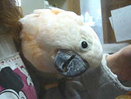 �I�I�o�^���̂��̂��������̂����D���ł�