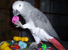 なぜかカメラ目線