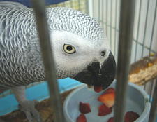 赤い表面だけを一口大にカット