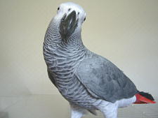 白いお尻がかわいい