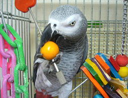 �������Ĕ�̕����Â��炵��