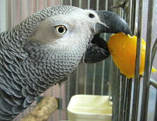 鹿児島の安納(あんのう)芋