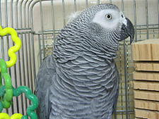 おすまし宝ちゃん