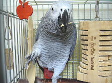 ����ł��т��������ĐH�ׂĂ����`