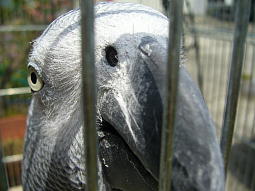 今年は花の数が多いけど1つ1つが小さい